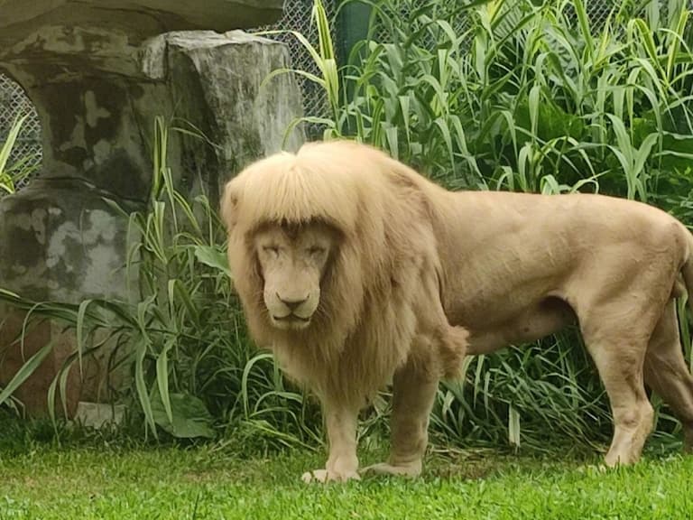萬獸之王？廣州獅子「妹妹頭瀏海」髮型爆紅，動物園曝光原因笑翻全網