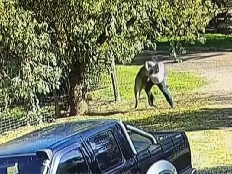 澳洲退休拳擊教練為救愛犬，竟與袋鼠「搏鬥 6 分鐘」打到頭破血流！