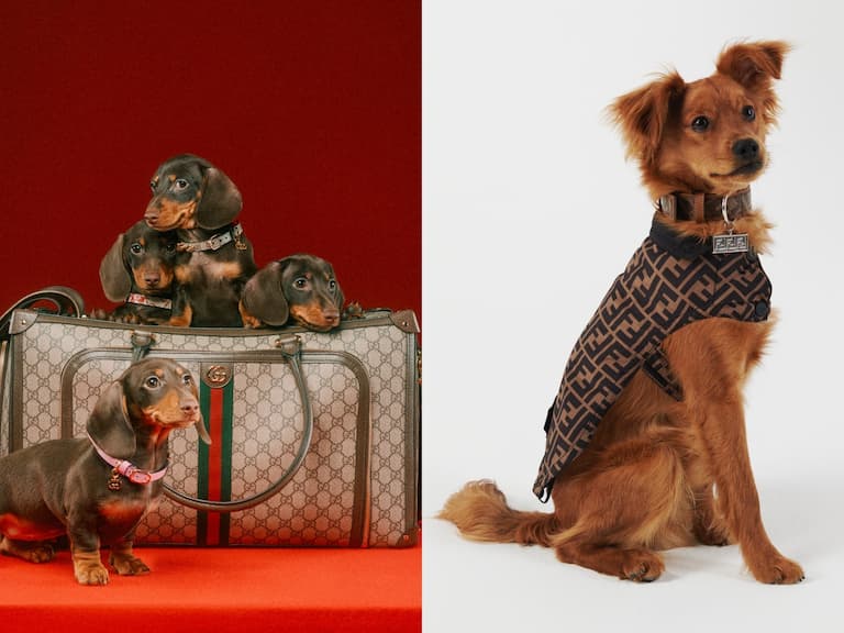 5 項欠買爆「寵物專用精品單品」推薦，Gucci 、Celine⋯連鏟屎官看了都尖叫！