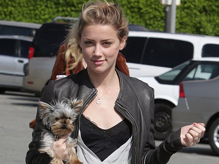 安柏赫德 Amber Heard 因非法帶狗入境，若證據足以追究可能會面臨入獄 14 年！