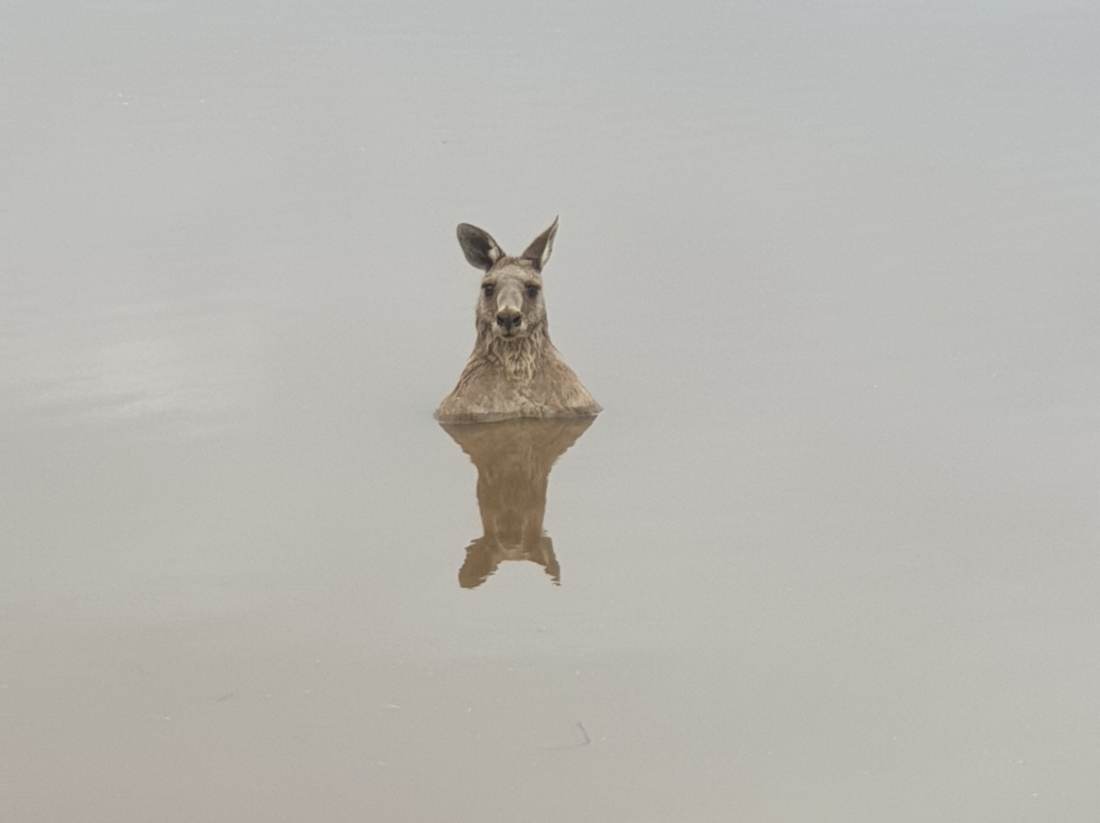澳洲袋鼠「一臉陰森」獨自站立水中央，專家點出背後「可能原因」引起網友一片熱議！