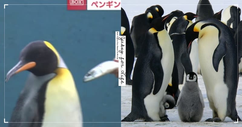 日本水族館為省成本換飼料，竟引來企鵝、水獺拒吃表達不滿！