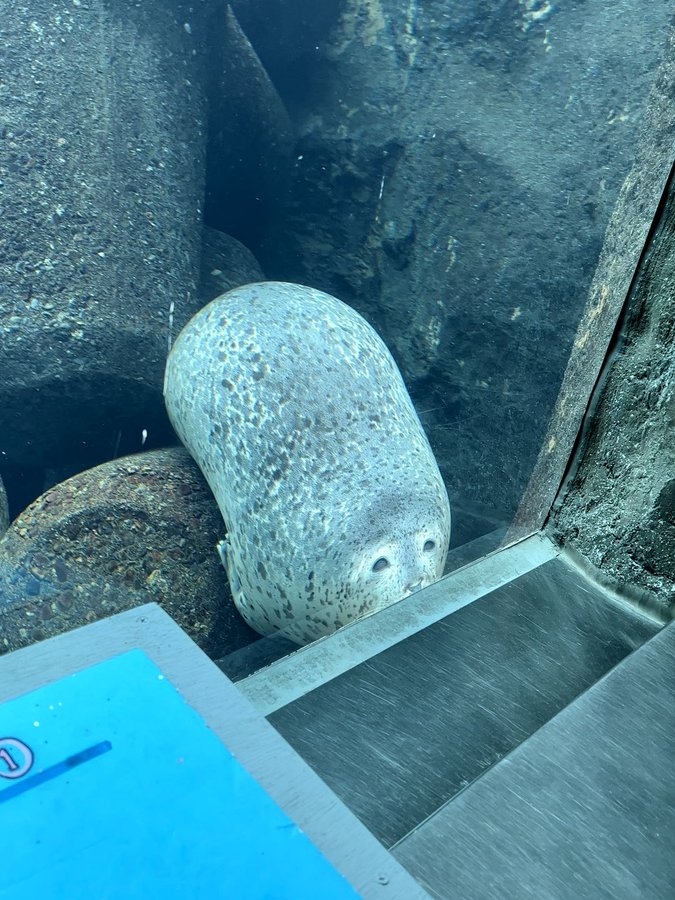 日本動物園驚見「偽裝成石頭的海豹」，把自己整隻擠扁超爆笑！