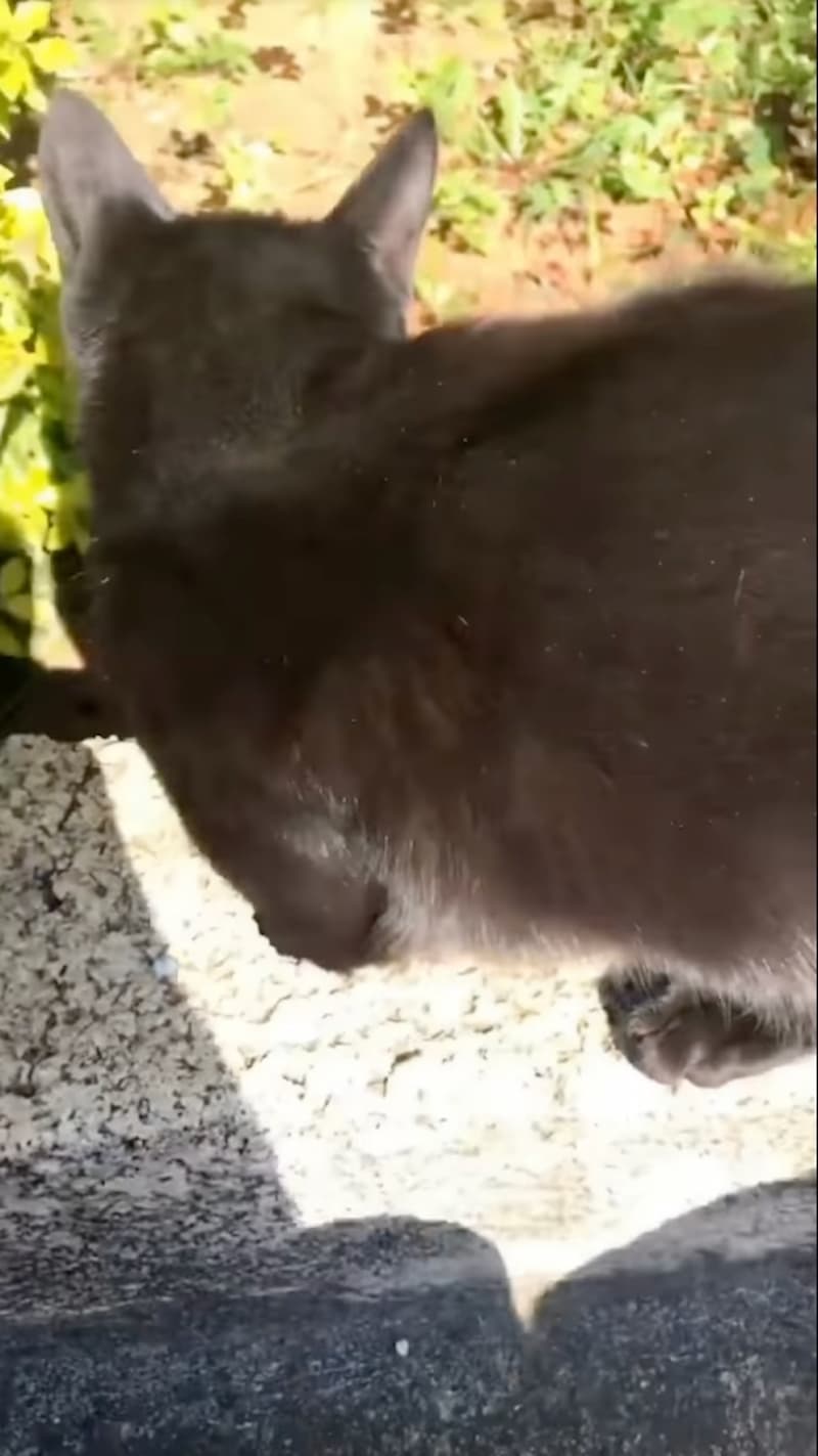 黑貓 Pantera