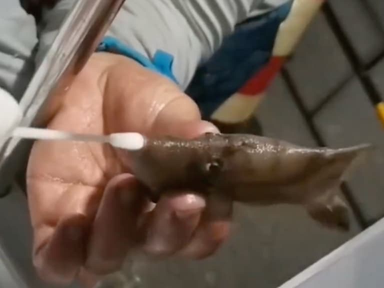 躺著也中槍？廈門要求上岸漁獲也要做 PCR，那畫面太荒謬我不敢看