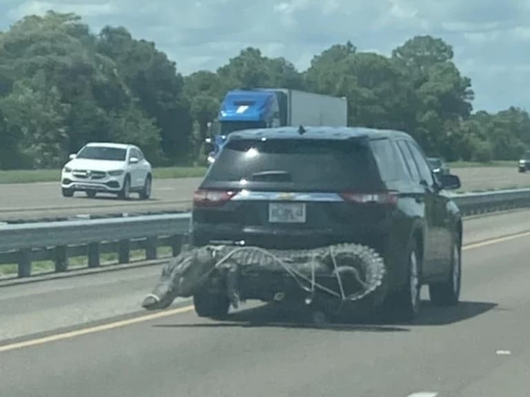 美國車主把「比車還寬」的鱷魚綁在車尾，超狂畫面曝光引熱議！