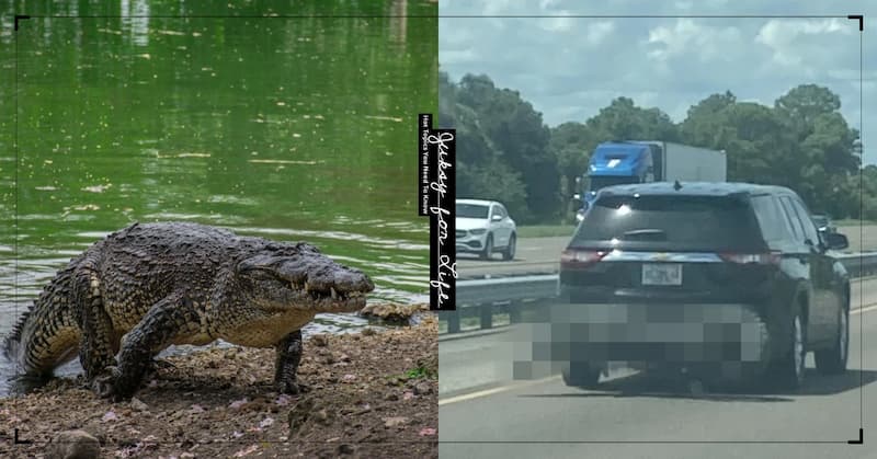 美國車主把「比車還寬」的鱷魚綁在車尾，超狂畫面曝光引熱議！