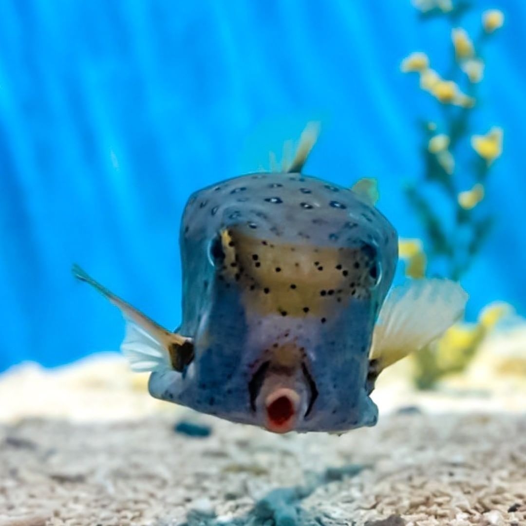 屏東國立海洋生物博物館