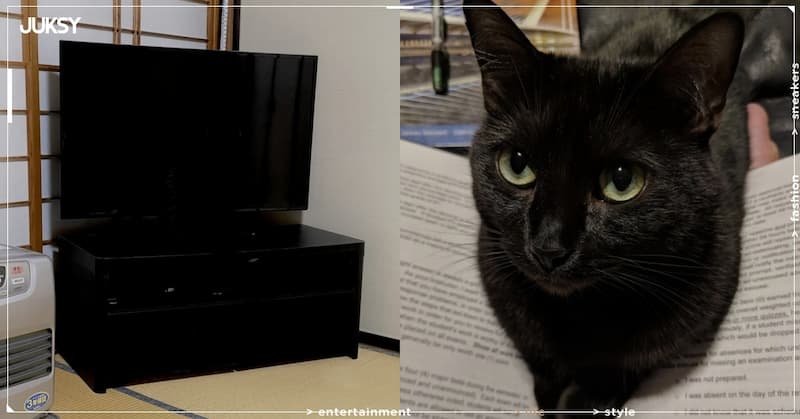 日本網友以為黑色愛貓走丟，卻發現牠完美隱身在「電視機前」…