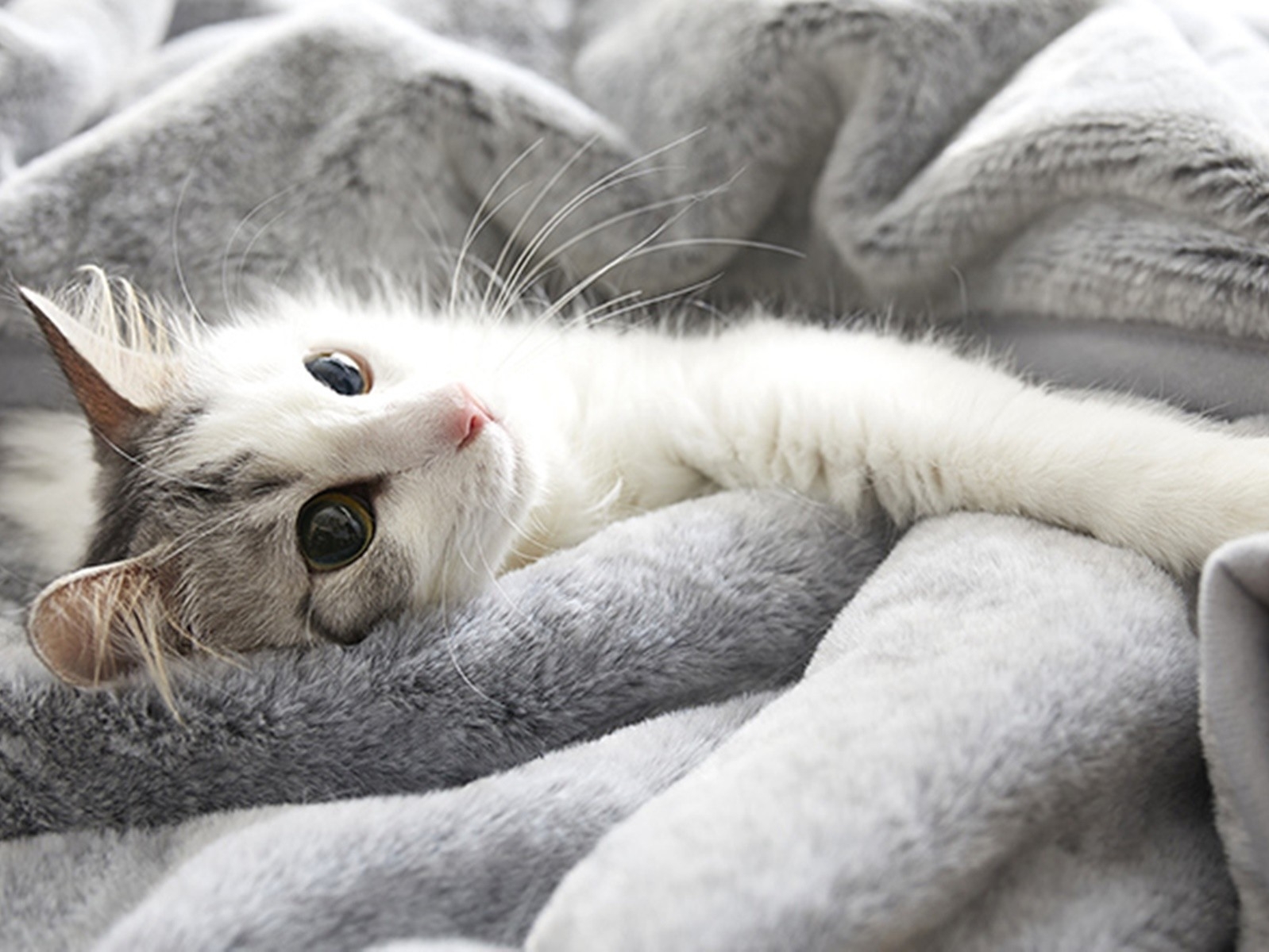 日本愛貓人士研發「貓毛觸感寢具」 連顏色都仿真，一開賣全數秒殺！