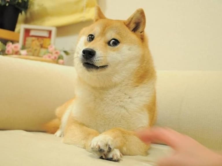迷因梗圖「DOGE」柴犬再傳健康問題!主人回應 60 天未更新原因!