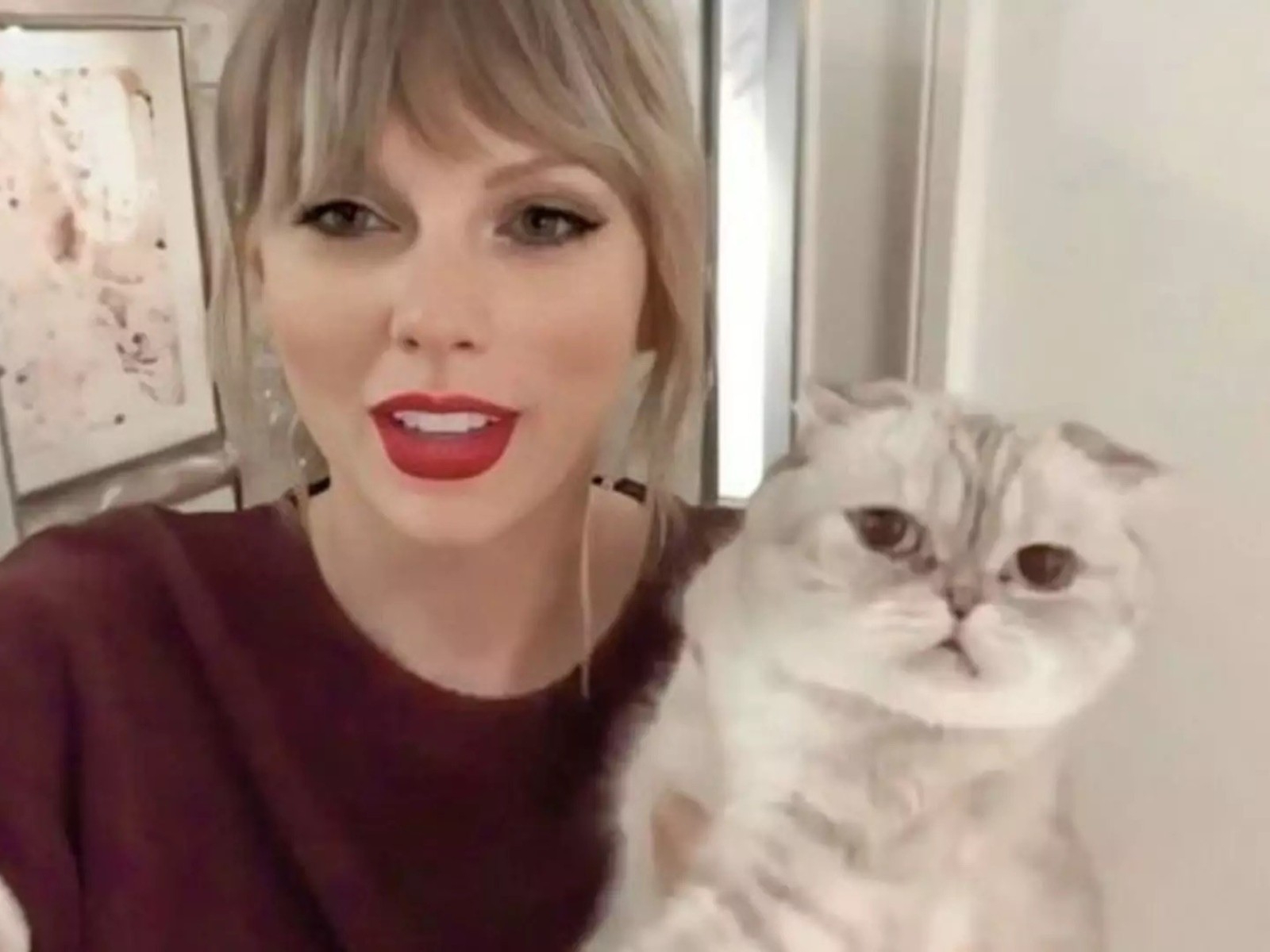 泰勒絲 Taylor Swift 的愛貓演過 MV、推出周邊商品⋯身價千萬引網嘆：「不想當人了！」