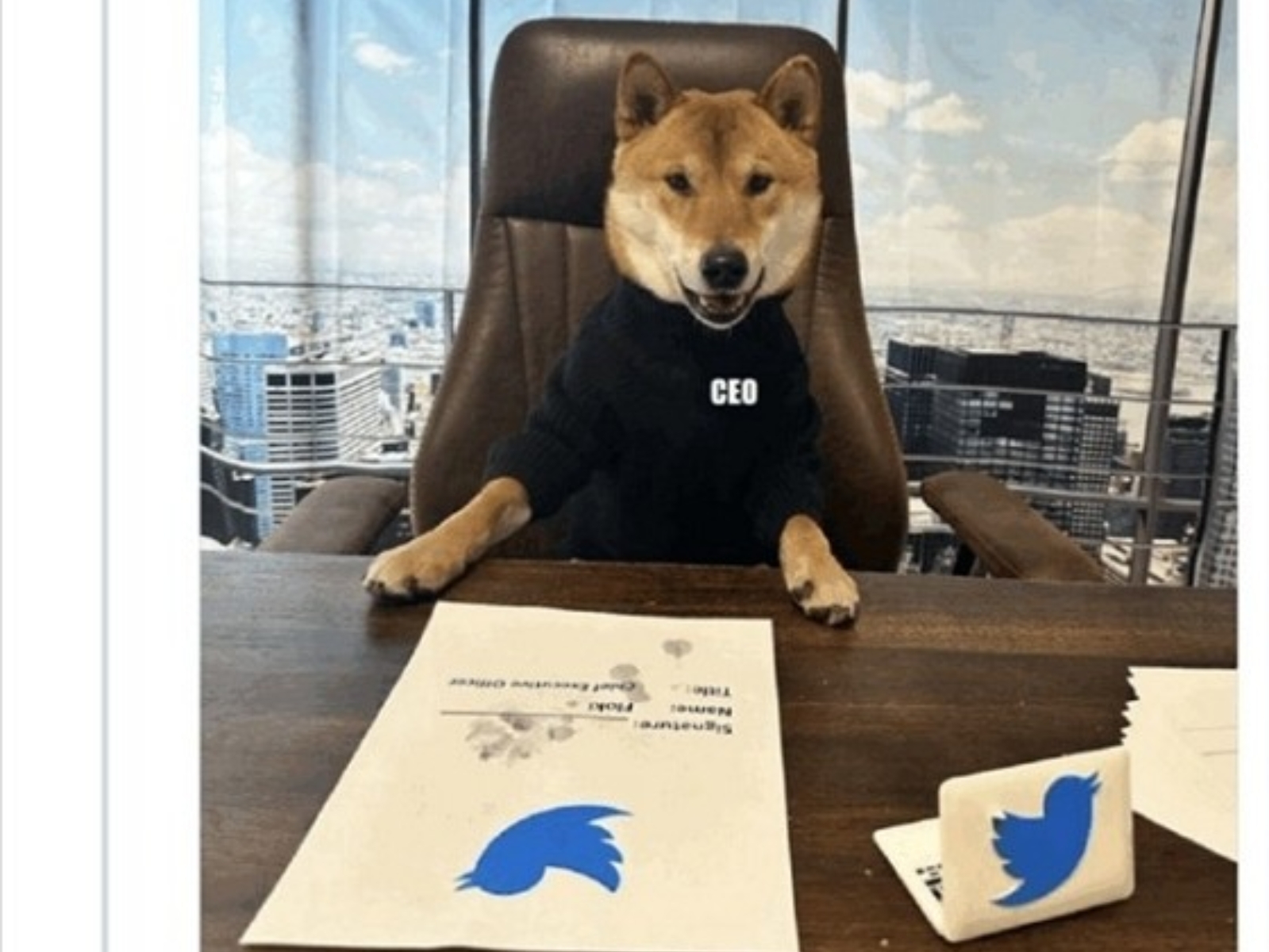 馬斯克發文宣布推特新任 CEO 是一隻「柴犬」，消息曝光還帶動狗狗幣上漲！