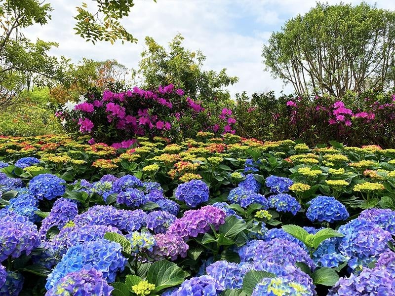 台北賞花景點 4. 大安森林公園