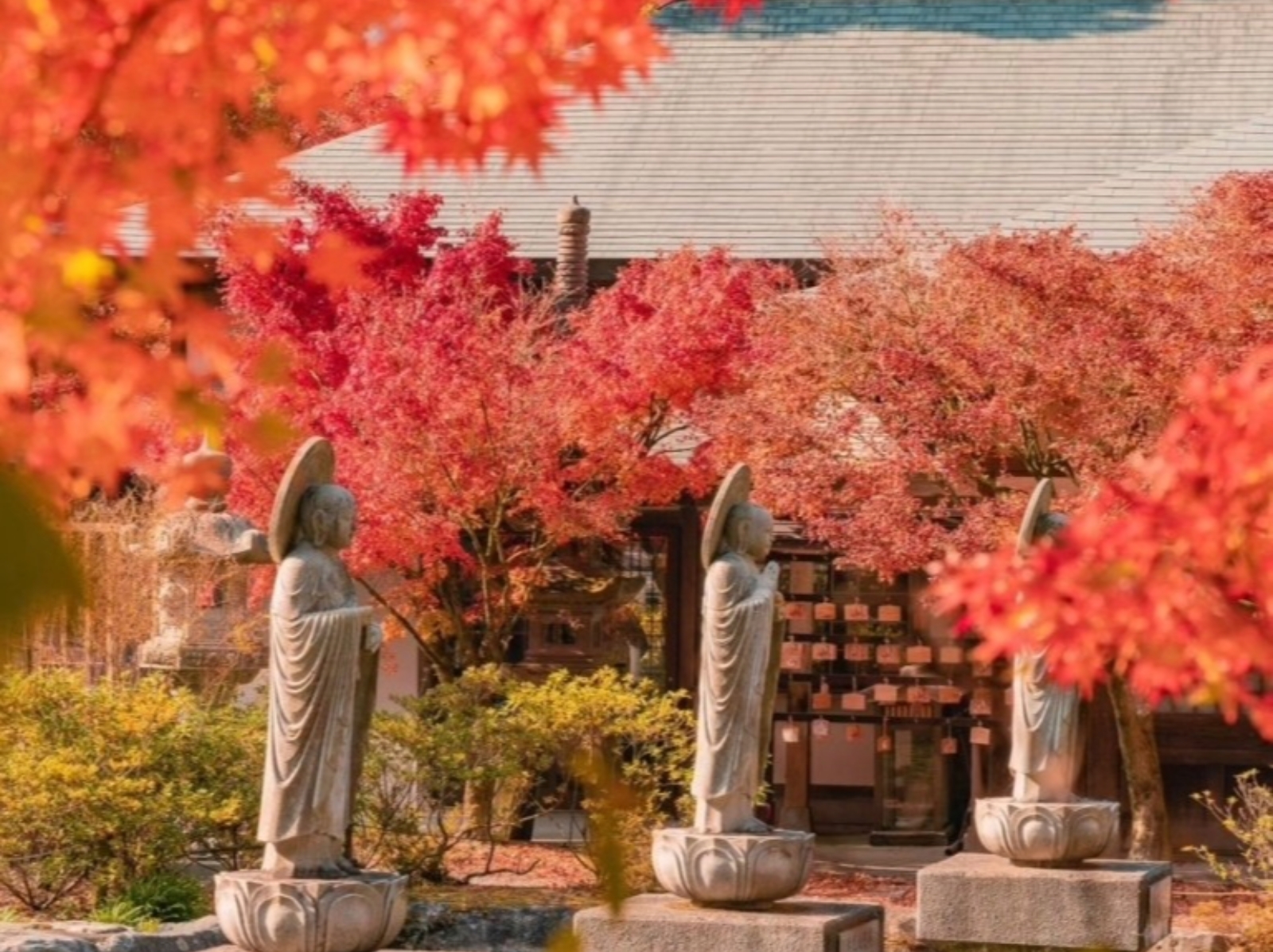 2023 日本 5 大賞楓景點推薦：河口湖、美瑛青池⋯趕緊更新你的旅遊清單吧！
