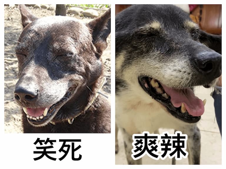 狗勾梗圖藏催淚故事？全網齊喊「浪我來！」