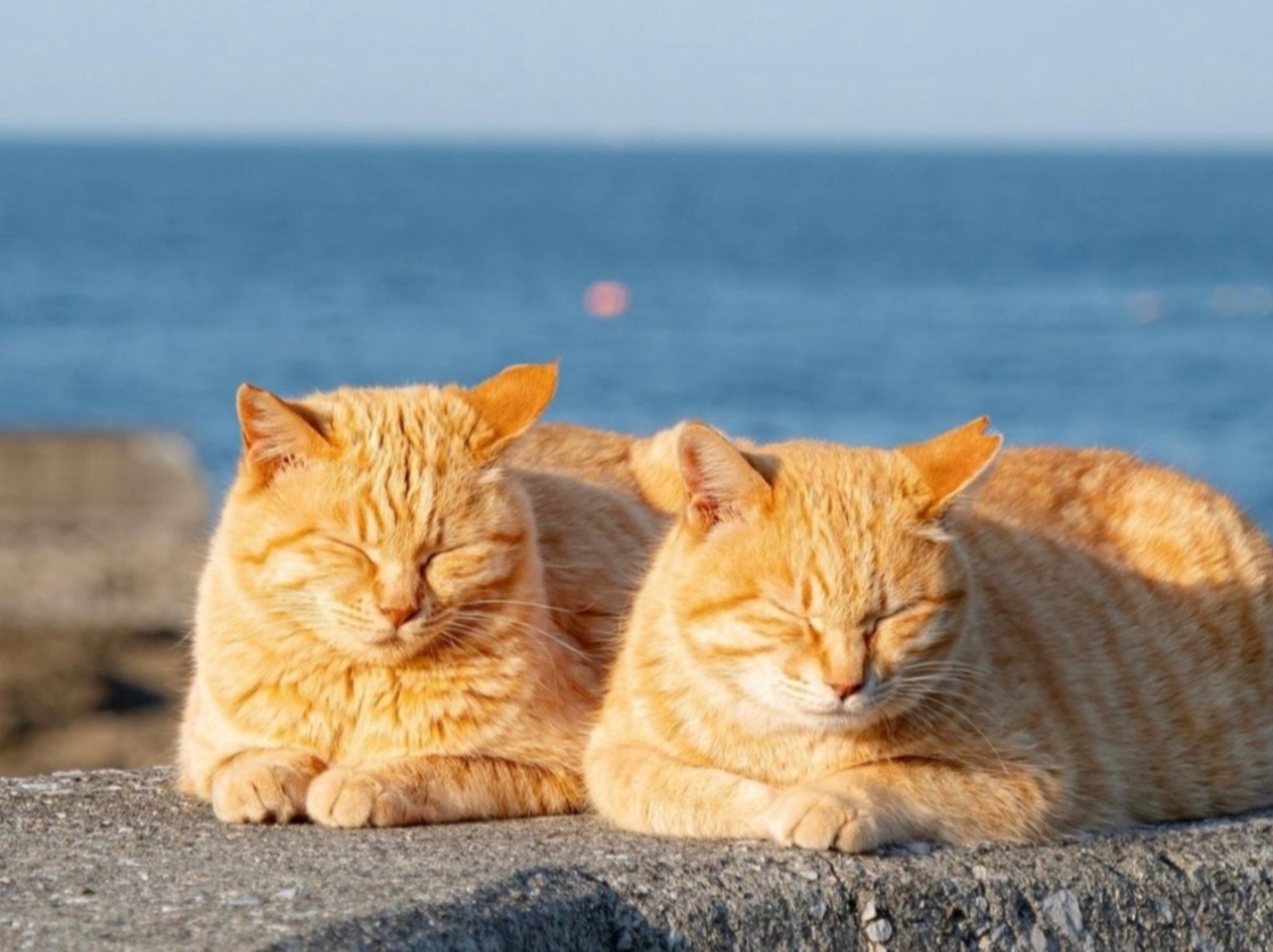 2024 日本 10 大貓島推薦：宮城田代島、神奈川江之島⋯滿滿貓咪圍繞太療癒！