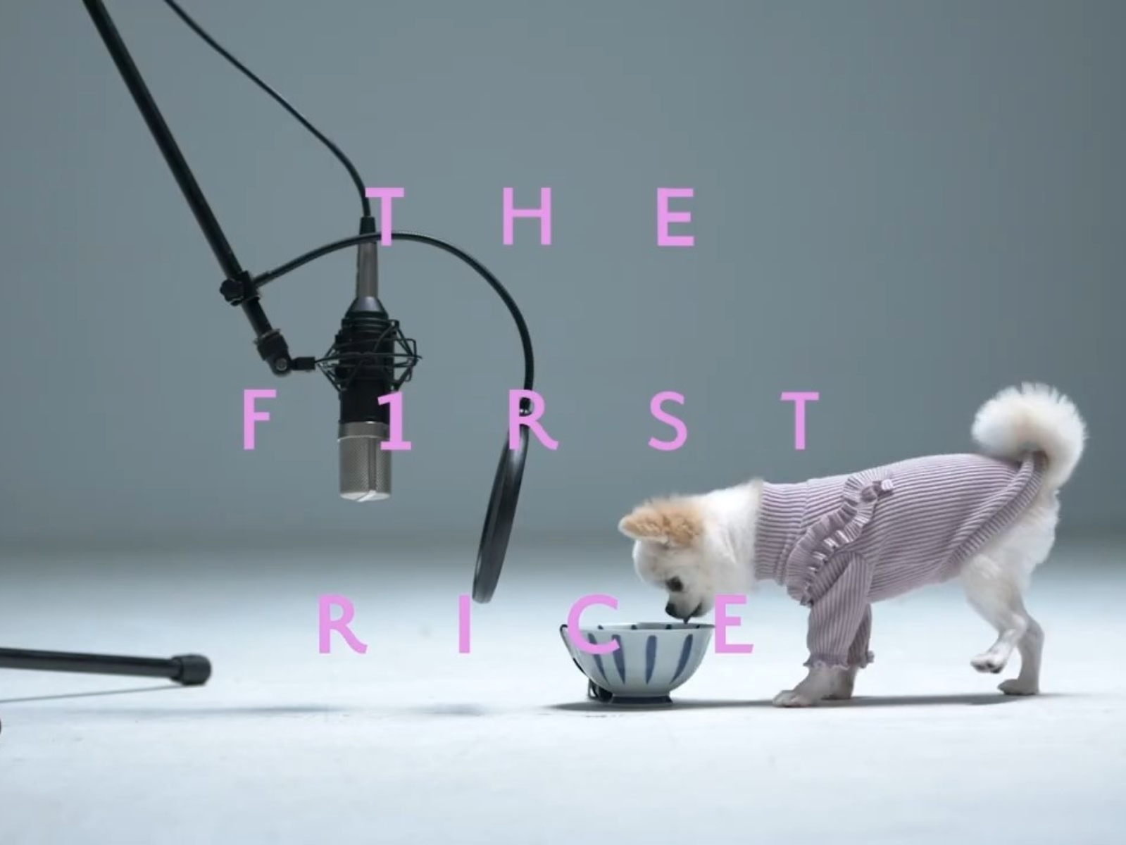 日本全新吃播頻道「THE F1RST RICE」找來狗狗吃飼料，超療癒畫面吸引 6.5 萬人觀看！