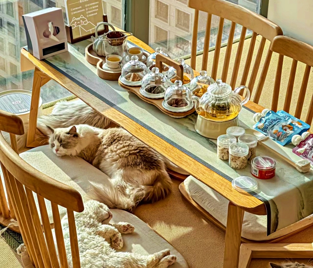 2024 台北十大貓咪咖啡廳推薦：疍宅、転運棧⋯邊喝咖啡邊擼貓太幸福！