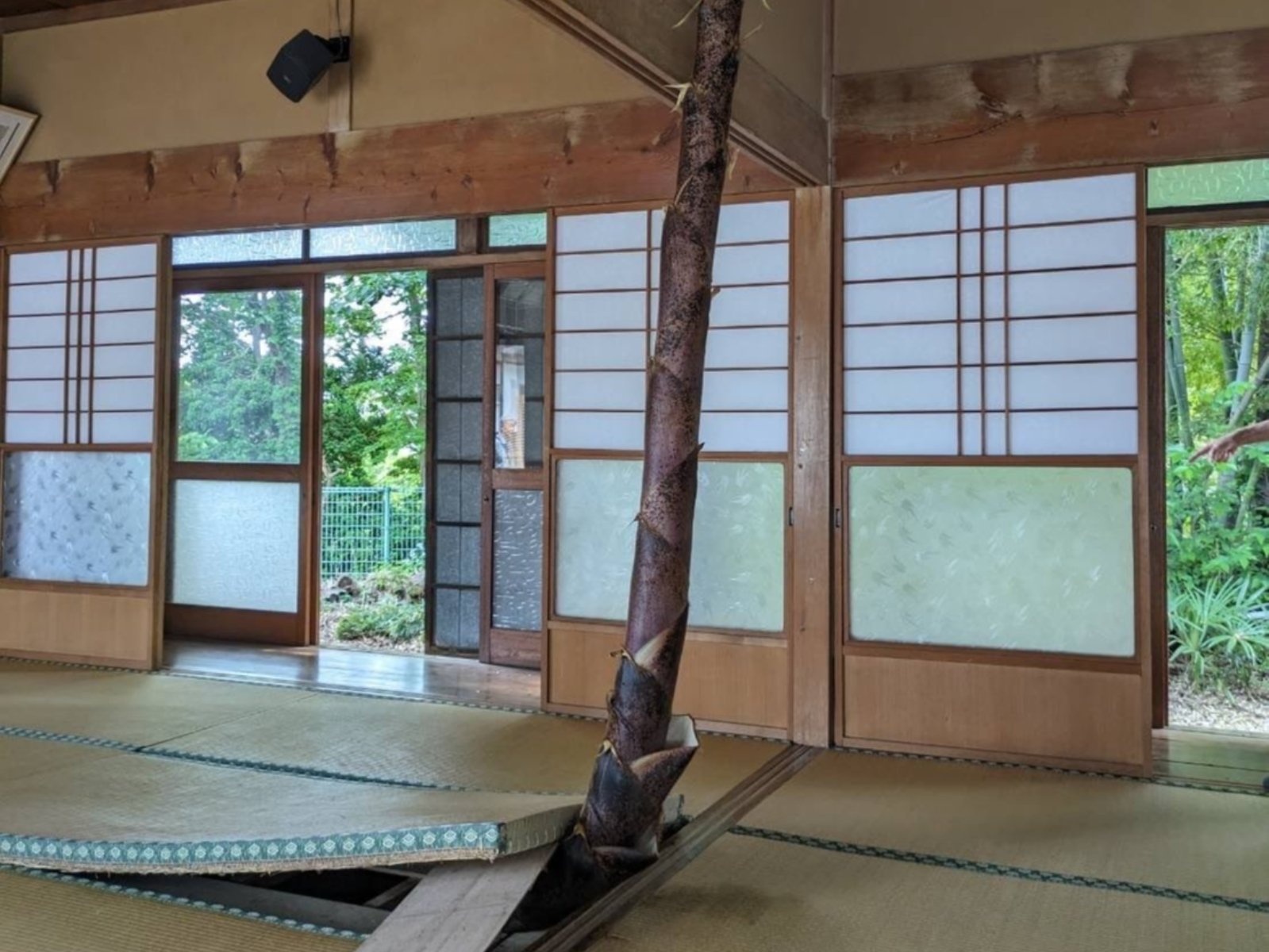 日本網友分享家中被「超巨竹子」給刺穿地板，超驚人畫面吸引破千萬觀看！