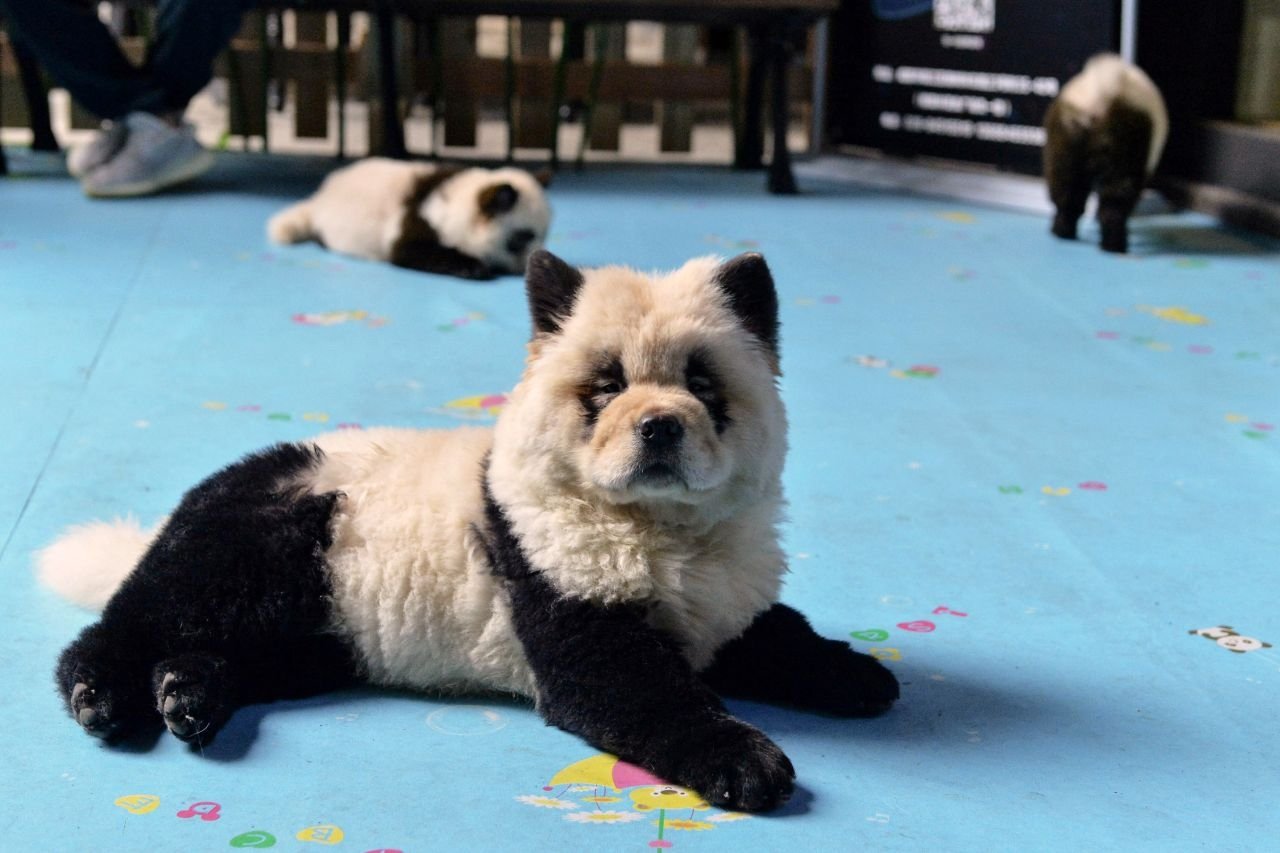中國動物園引進超萌「熊貓犬」爆紅，但竟是把鬆獅犬染色引熱議！