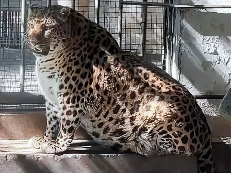 中國動物園一隻「胖獵豹」因神似《動物方程式》當中的胖警官爆紅，園方還為此換了更大空間給牠活動！