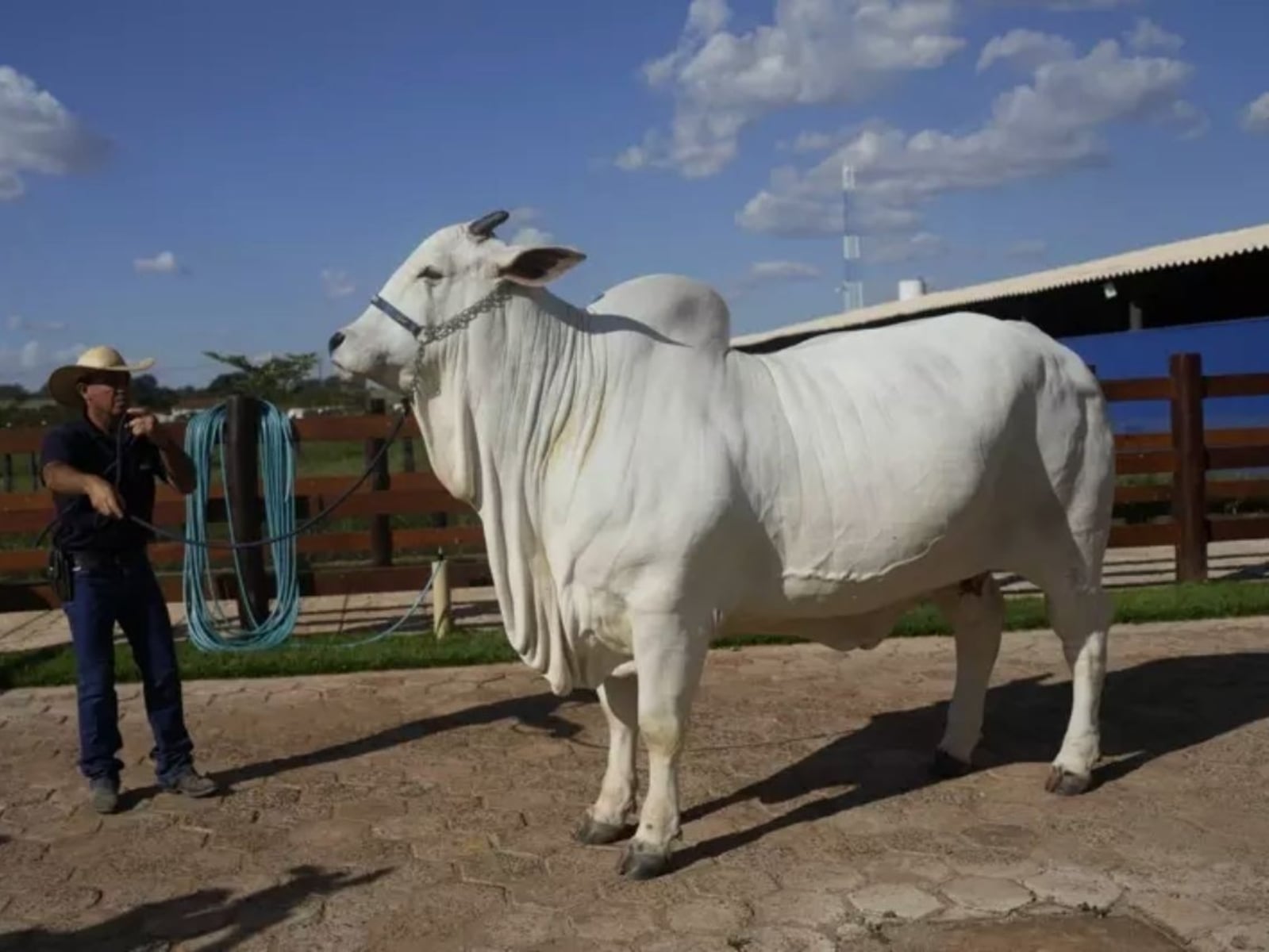 巴西一頭「全球最貴母牛」要價高達 1.2 億台幣，主人還聘武裝警衛全天候保護！
