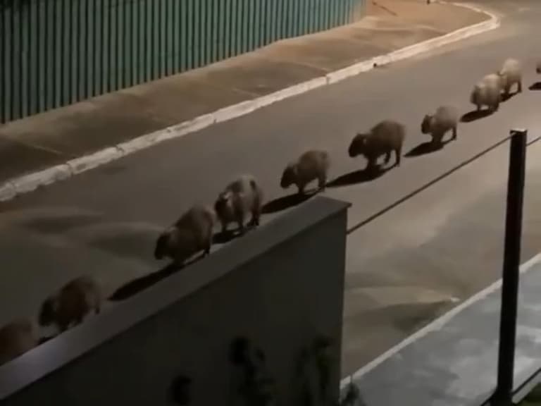 網友半夜驚見馬路出現一排「水豚大軍」遊行,超萌畫面爆紅吸引千萬觀看!