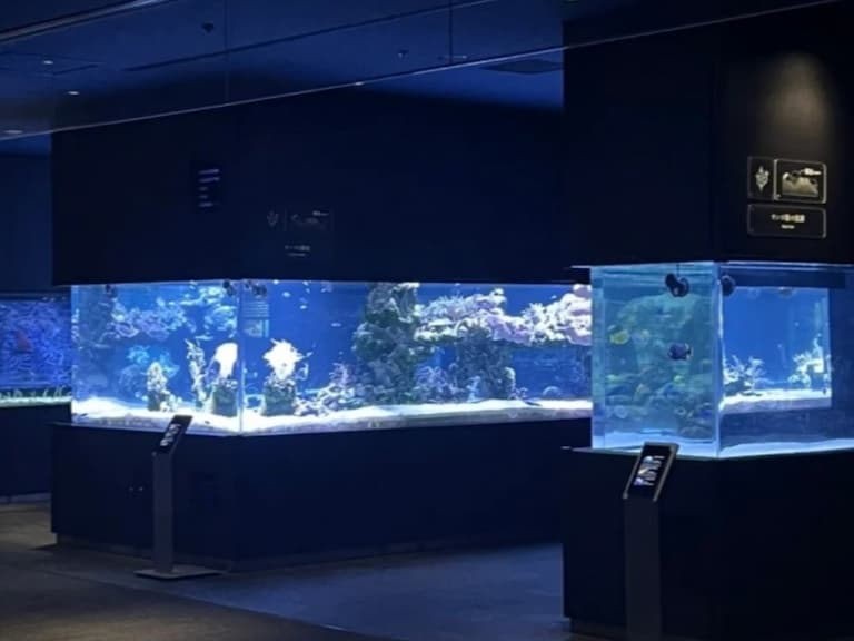 東京晴空塔景點「墨田水族館」全攻略：門票、時間、逛多久⋯一次看！