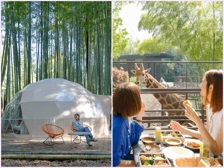 與長頸鹿共進早餐，享受豪華帳篷的非日常魅力：日本千葉「The Bamboo Forest」即日起在台接受預定