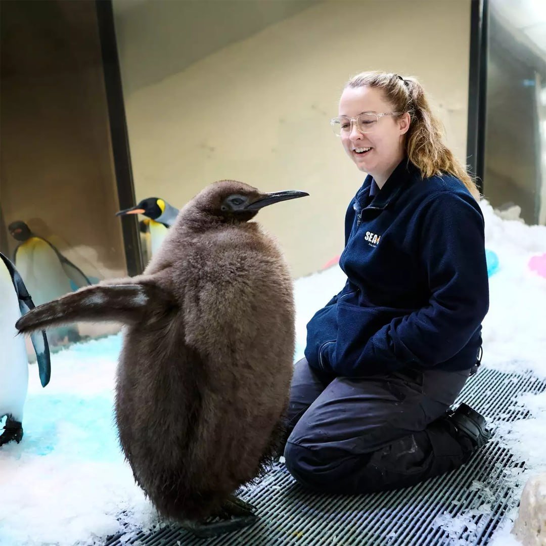 澳洲水族館新星——國王企鵝寶寶「佩斯托」爆紅