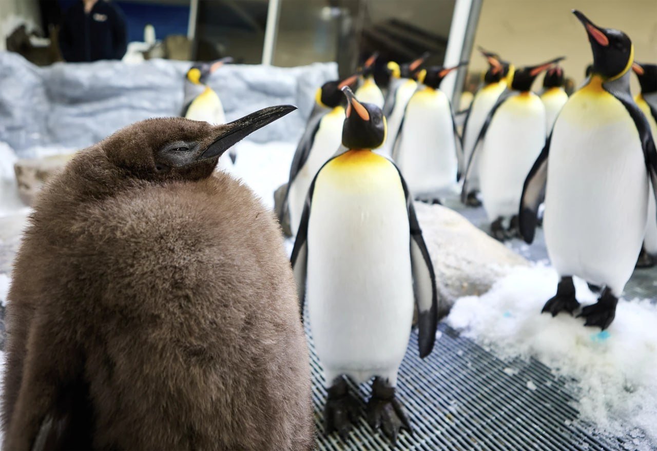 澳洲水族館新星——國王企鵝寶寶「佩斯托」爆紅