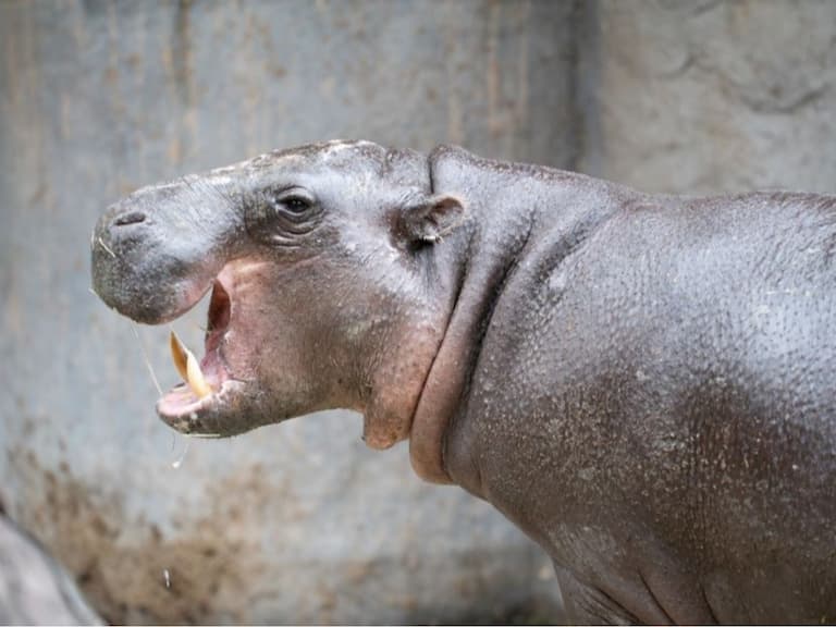 侏儒河馬 Thabo 逝世！入市立動物園 4 個月死因曝光！