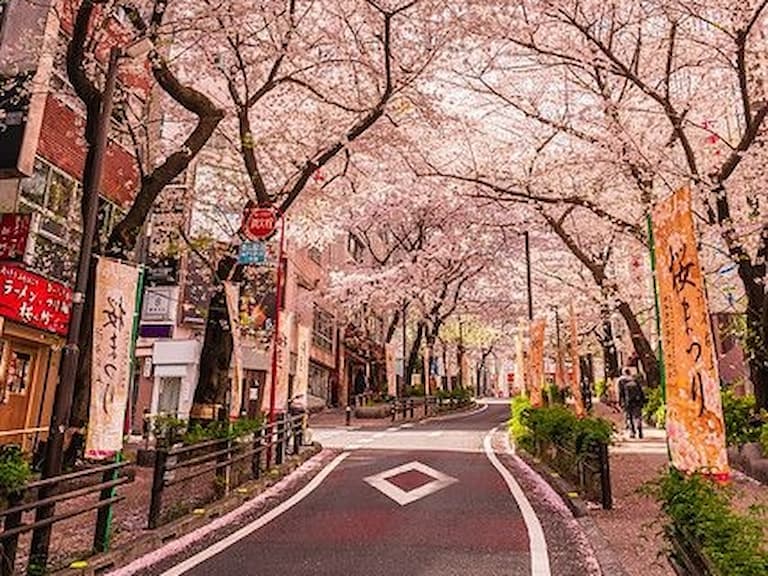 2025 日本東京櫻花季展開！賞櫻景點、最佳觀賞時機一次看！