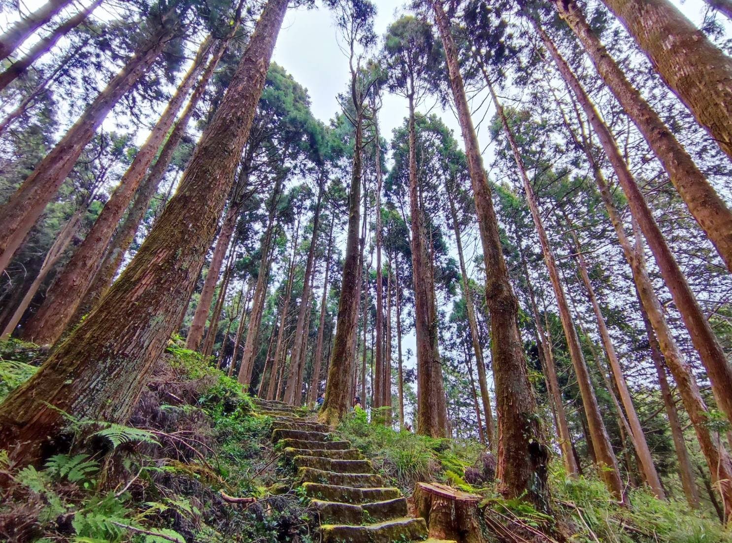 Roots × 雄獅旅遊跨界合作,Taiwan Day系列登場 開啟栩悅號鐵道山林探索之旅