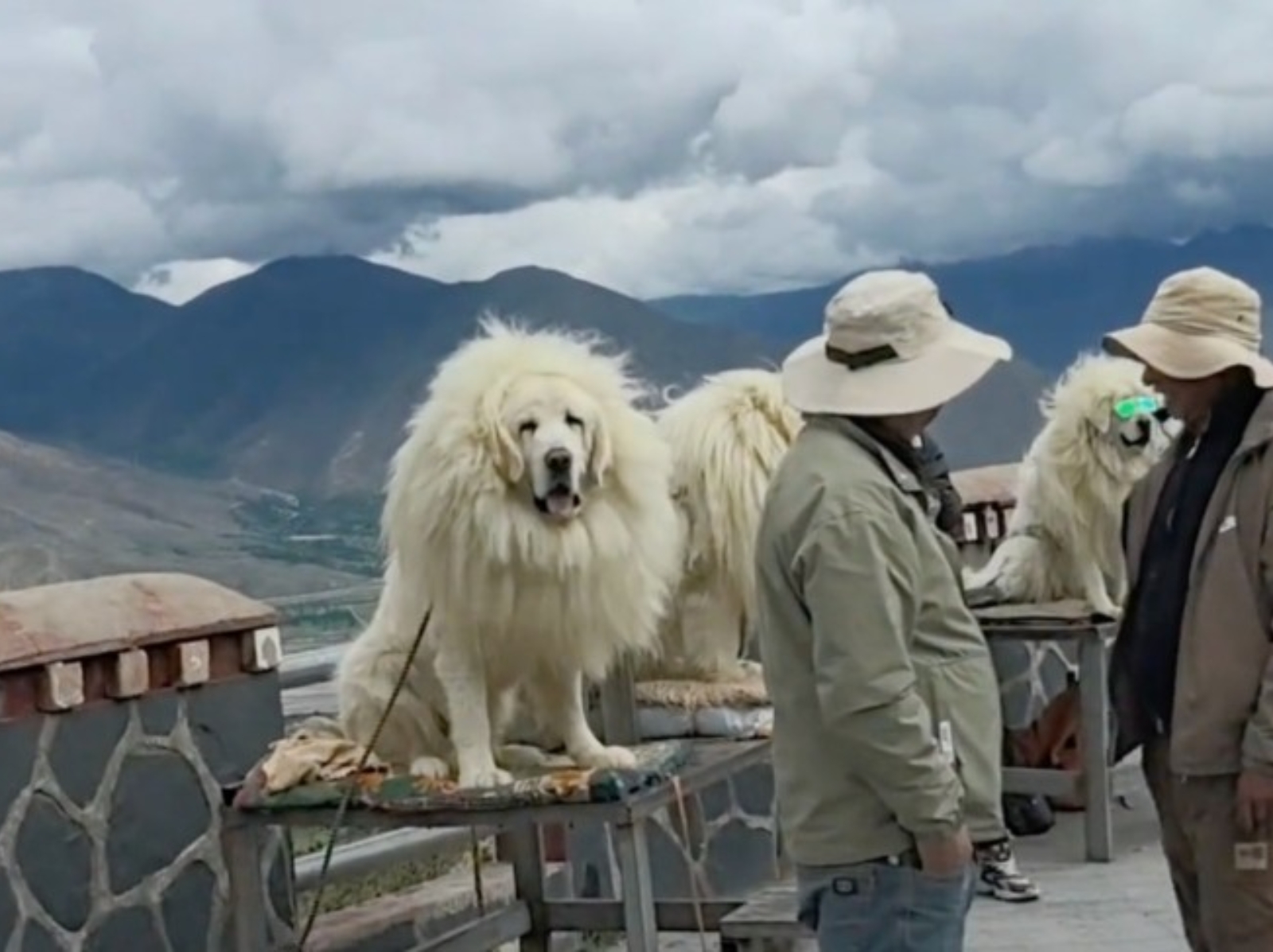 西藏景區拉布拉多戴「脖圍」假扮藏獒！網友笑翻：「連這也要騙！」