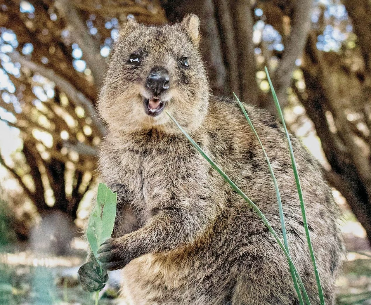全世界最開心的動物是牠!心情不好就讓澳洲笑臉袋鼠來療癒你心!