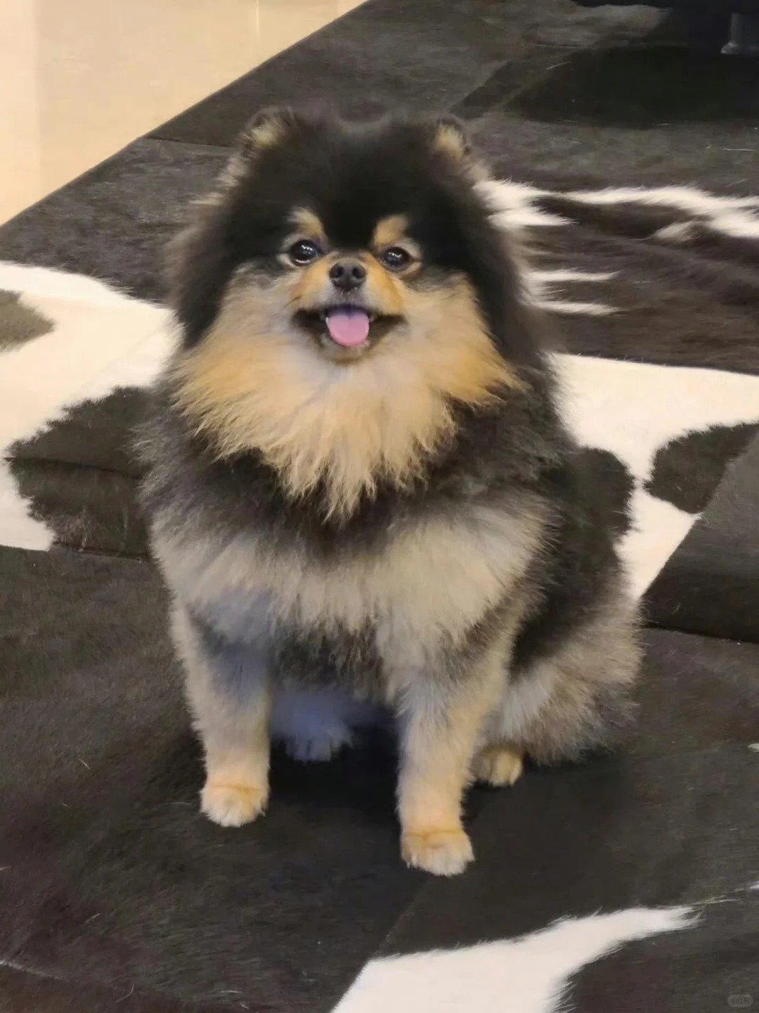 韓星「愛犬」盤點：GD 沙皮犬家虎、Jennie 博美 Kuma、田柾國杜賓犬 Bam⋯10 位人氣毛孩全公開！