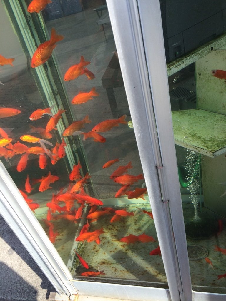 拒絕成為時代的眼淚！日本將廢棄電話亭變身金魚天堂！