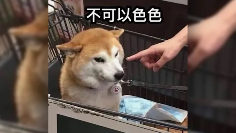 不可以色色柴犬