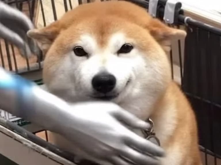 「不可以色色」迷因柴犬驚傳去世!主人 IG 證實:「牠踏上彩虹橋了!」