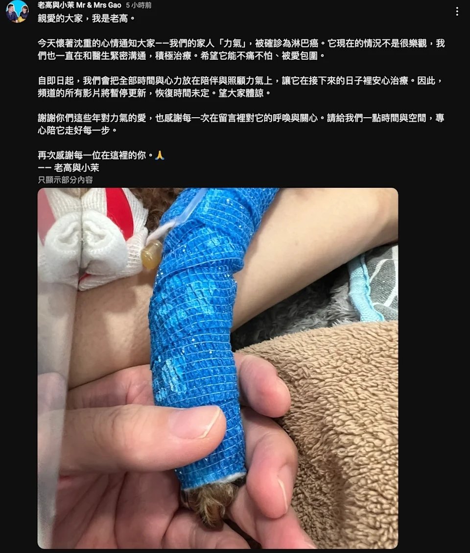 老高與小茉頻道宣布「無限期停更」！愛犬罹癌：「情況不樂觀！」