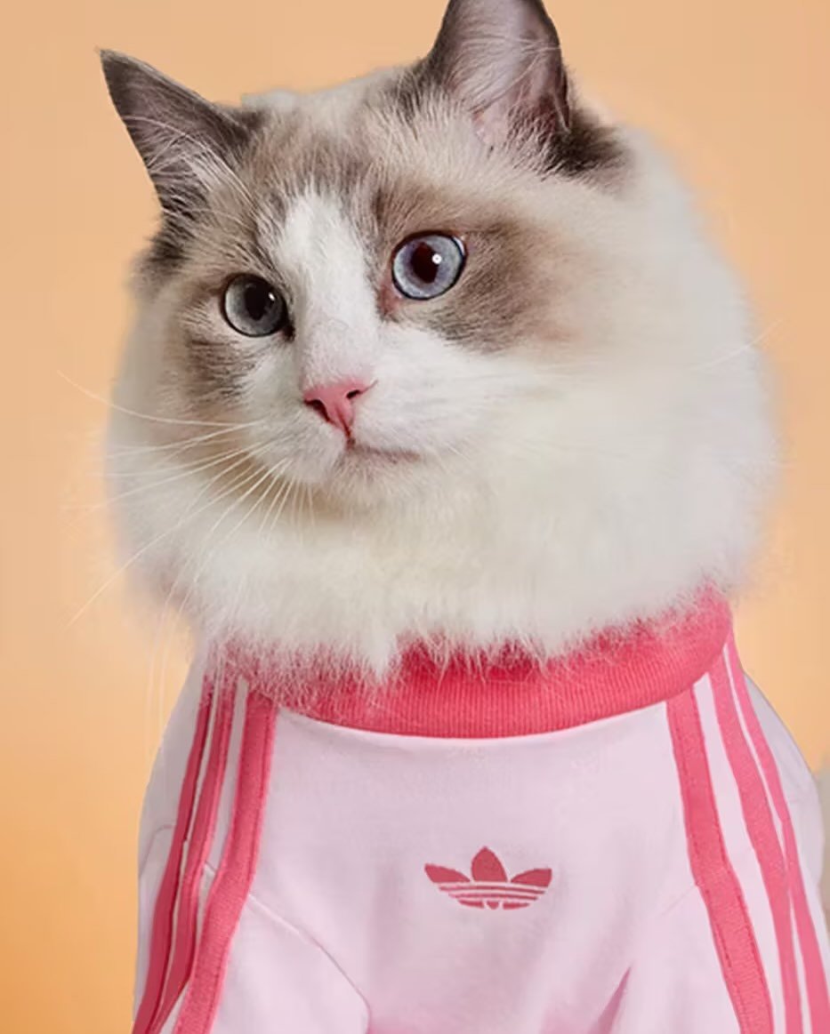 幫你的寵物搭上最潮衣著！adidas Originals 推出寵物專屬系列服飾，可愛又可帥！