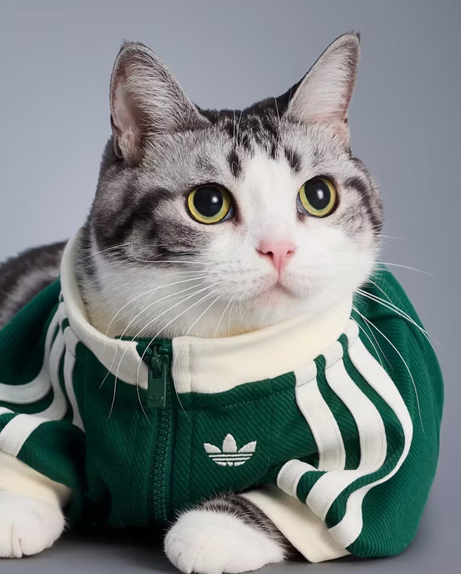 幫你的寵物搭上最潮衣著！adidas Originals 推出寵物專屬系列服飾，可愛又可帥！