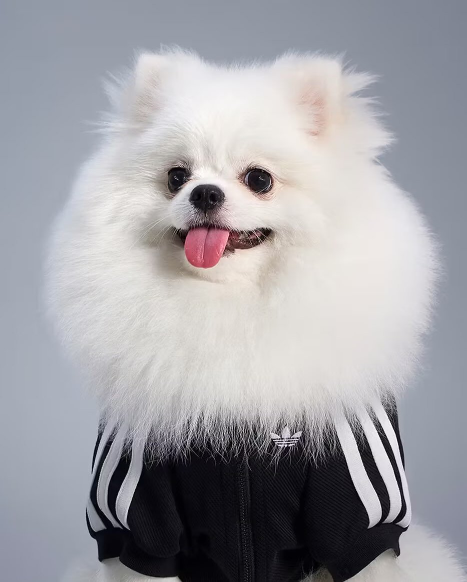 幫你的寵物搭上最潮衣著！adidas Originals 推出寵物專屬系列服飾，可愛又可帥！