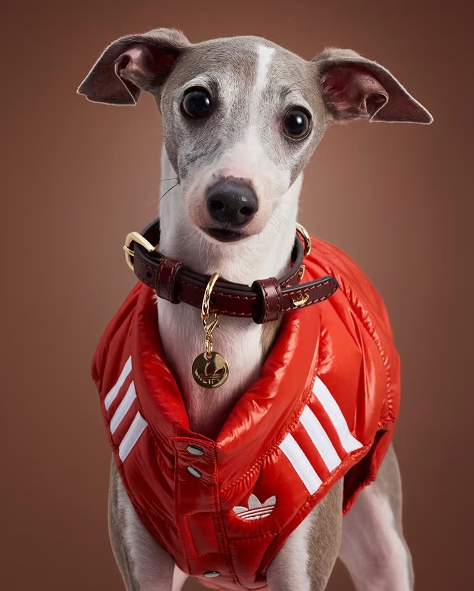 幫你的寵物搭上最潮衣著！adidas Originals 推出寵物專屬系列服飾，可愛又可帥！