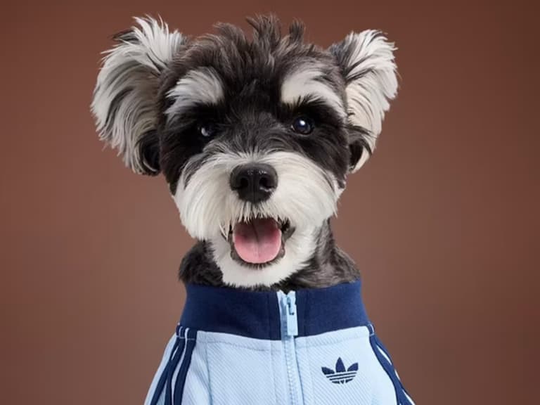 幫你的寵物搭上最潮衣著!adidas Originals 推出寵物專屬系列服飾,可愛又可帥!
