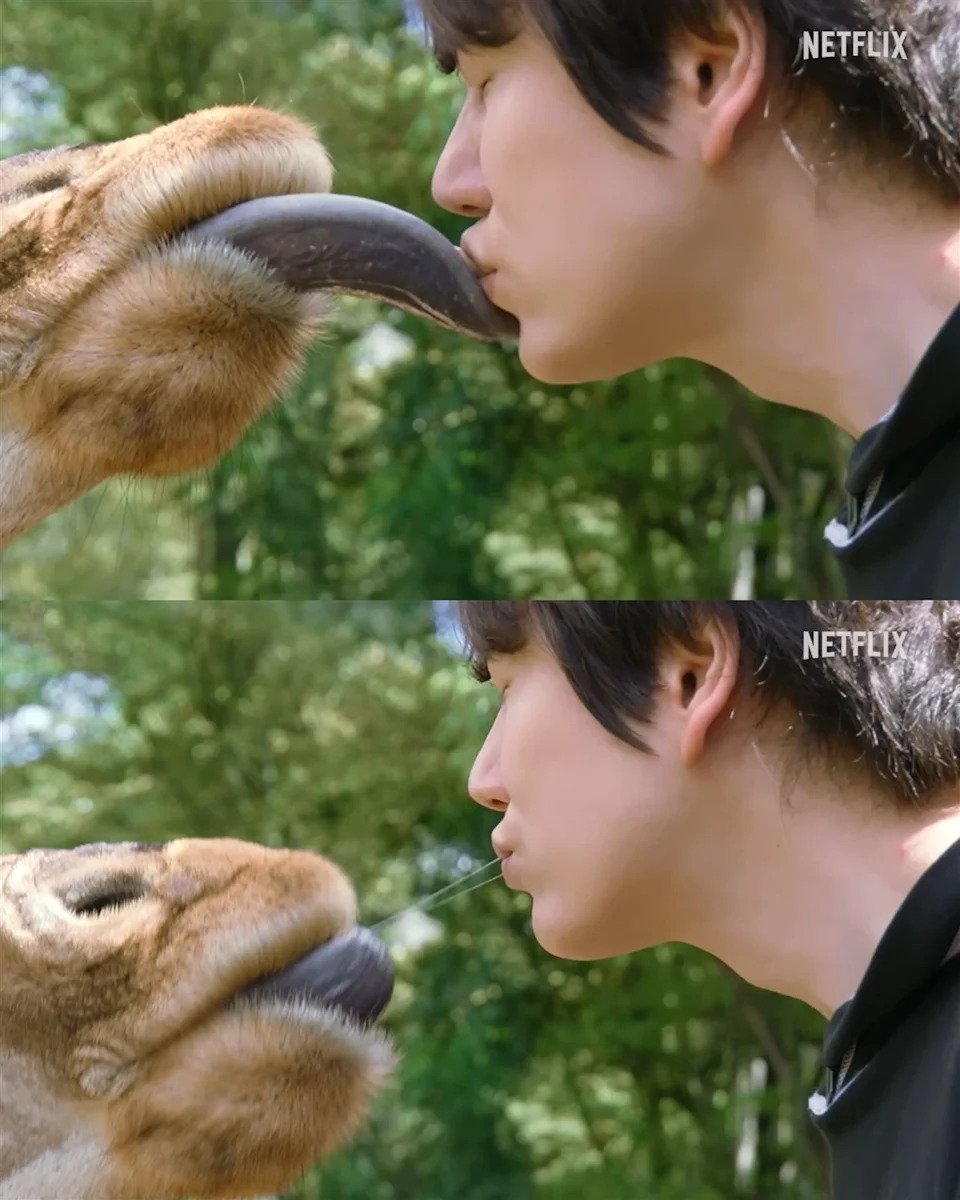 Super Junior 圭賢舌吻長頸鹿畫面曝光!韓網笑瘋:「太衝擊!」