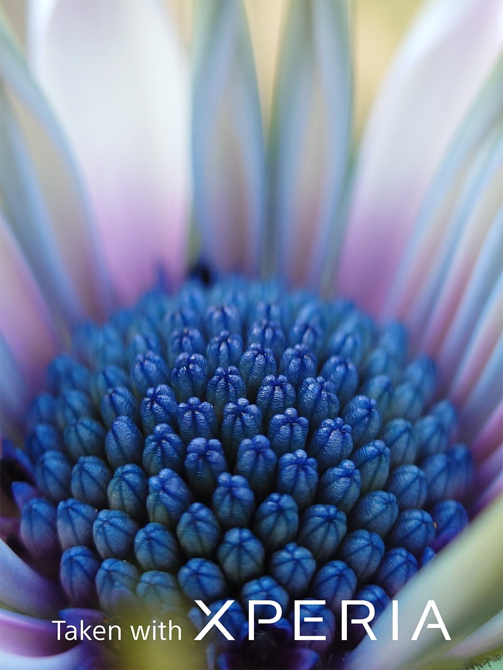 歲末犒賞感謝祭登場！Sony Xperia新機全系列購機優惠