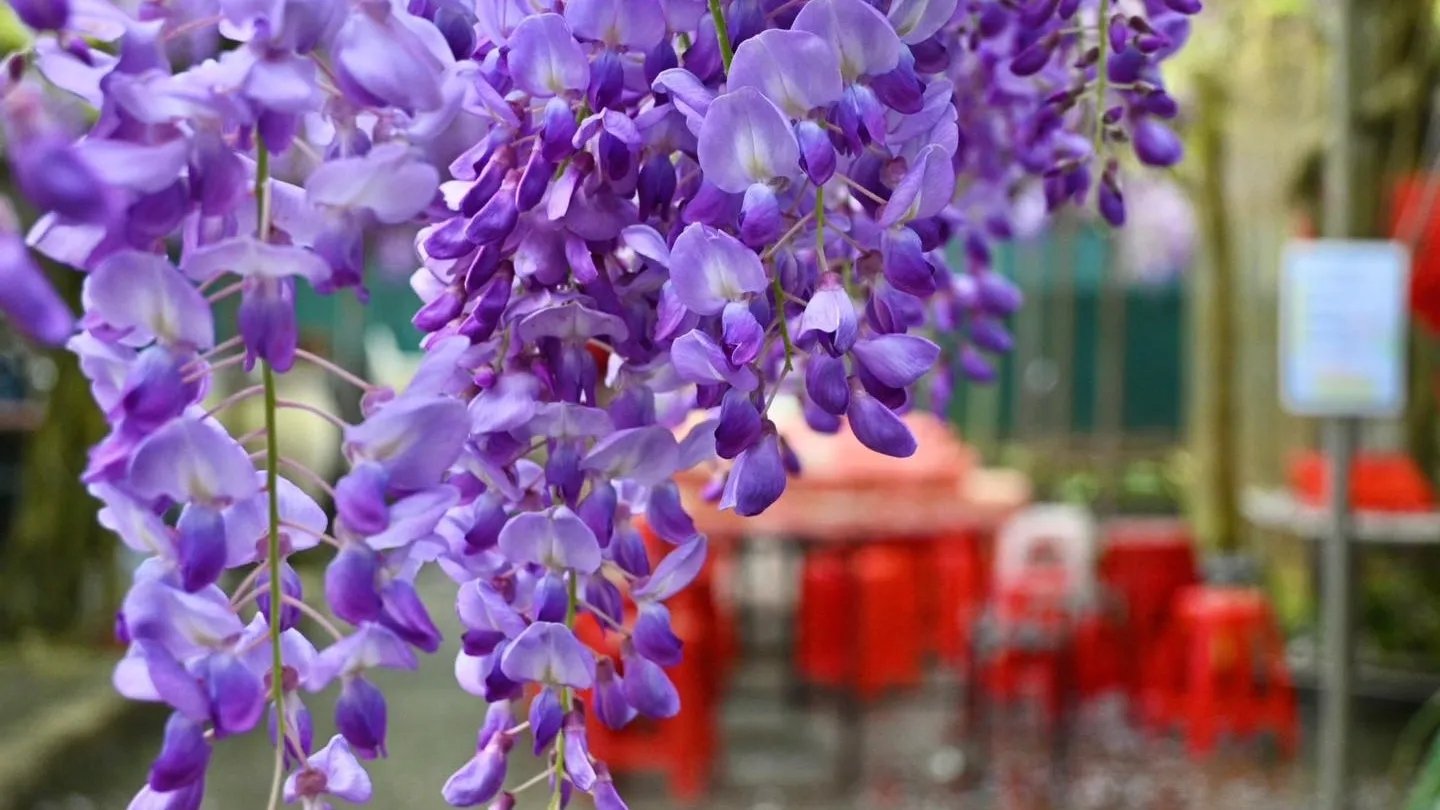 2025 陽明山景觀餐廳推薦總整理|特色、必點、地址⋯一次看!